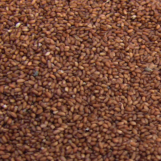 Teff Grain Brown