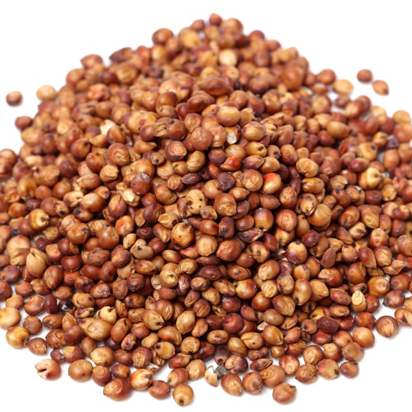 Sorghum Red