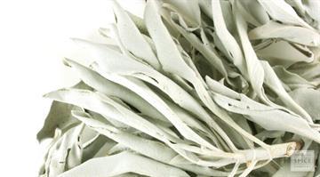 Sage