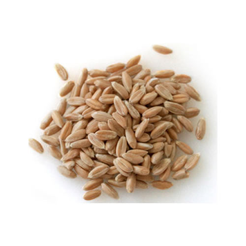 Spelt Grain